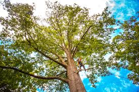 Best Palm Tree Trimming  in Santa Ynez, CA