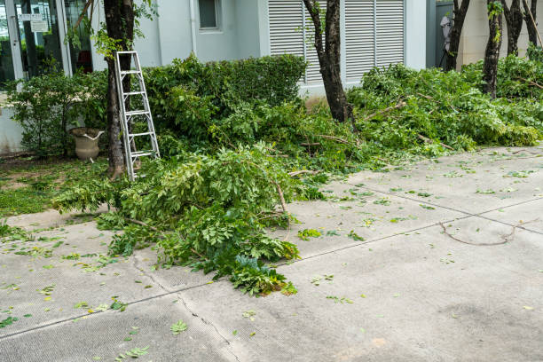 Best Organic Lawn Care Solutions  in Santa Ynez, CA