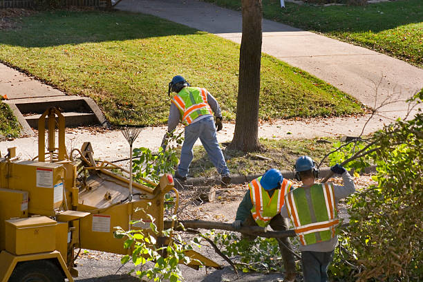 Best Storm Damage Tree Cleanup  in Santa Ynez, CA