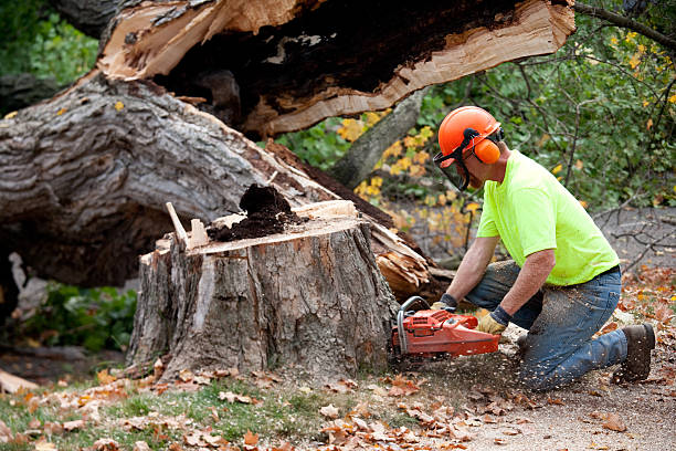 Best Firewood Processing and Delivery  in Santa Ynez, CA