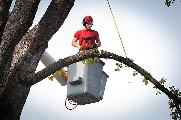 Santa Ynez, CA Tree Removal Company