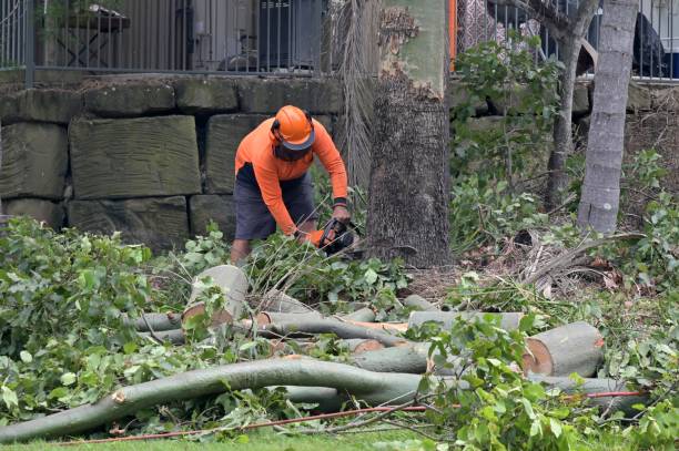 Best Emergency Tree Removal  in Santa Ynez, CA